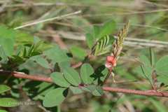 Indigofera hendecaphylla
